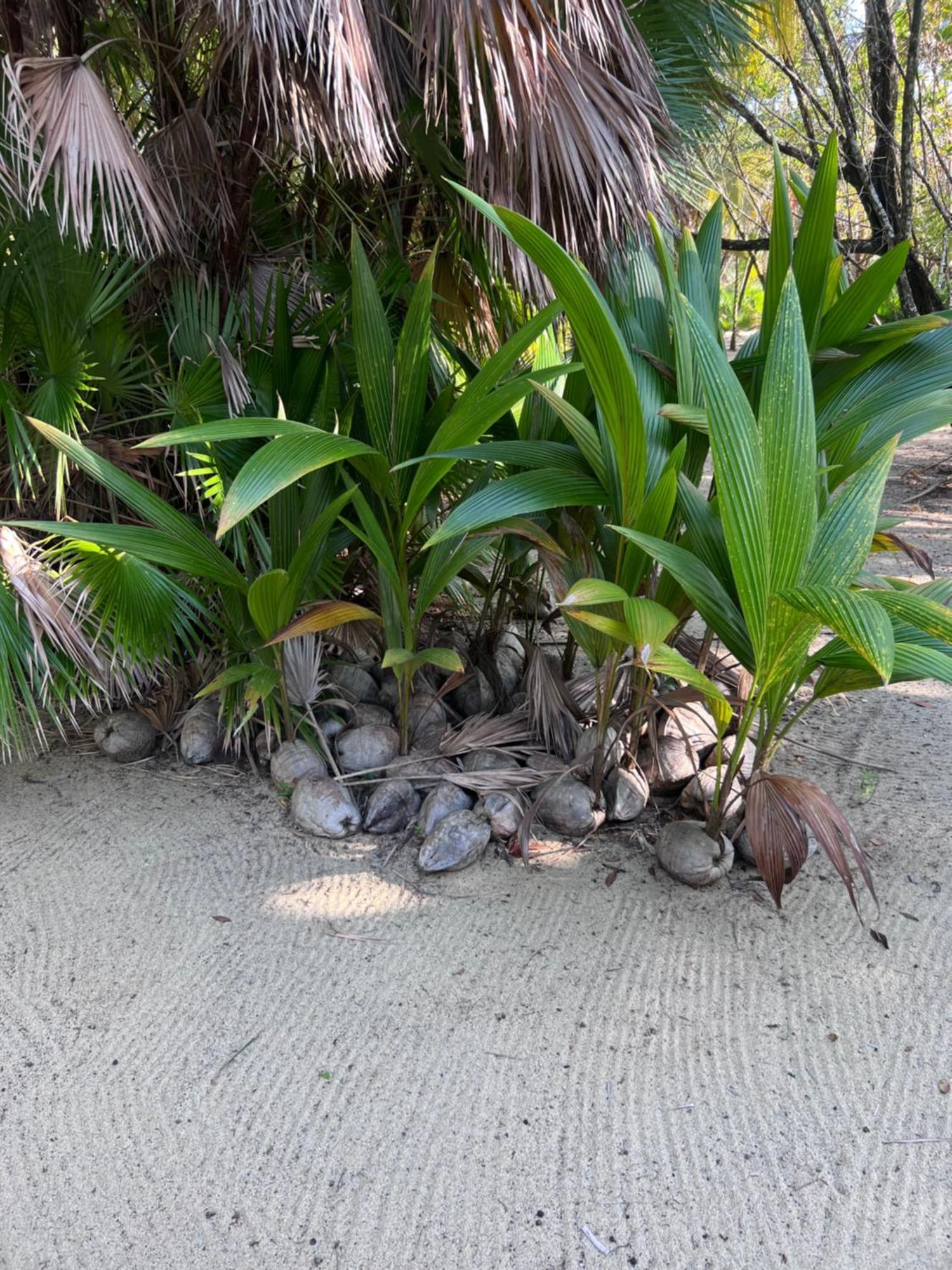Sabal Beach Punta Gorda Ngoại thất bức ảnh